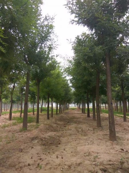 麻豆AV在线网站